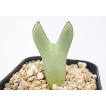 [빌로붐 피카츄] 홈가드닝 관엽 분재 선인장 키우기쉬운 아프리카 다육이 공기정화식물 특이한 귀여운 예쁜 희귀한 인테리어 생일 승진 개업선물 리톱스 코노피튬