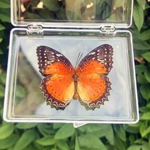 천연 실제 나비 표본 희귀하고 절묘한 투명 박스형 혼합 교육 컬렉션 Rese, 18 A18