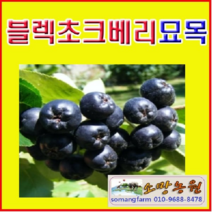 (D소망)블렉초크베리(아로니아)묘목 실생4년(분)2그루