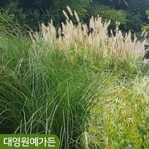그라스 파니쿰 속새 수크령 억새 갈대 팜파스 야생화 가을꽃, 04. 수크렁 (리틀버니) 6치포트, 1개