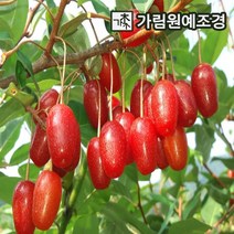 왕보리수나무 R5cm 결실주 보리수나무 유실수 정원수 가림원예조경