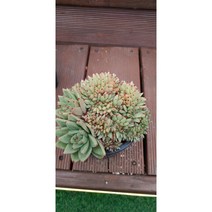 팅커벨 마리아철화(새상품농장입고)랜덤, 1개