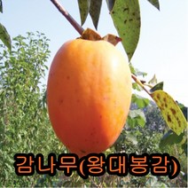왕대봉감(홍시)나무 접목1년특묘 나무 묘목 대봉감나무