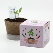 팜팜농장 고추 모종키우기, 상세페이지 참조