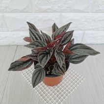 페페로미아 멘도자(소) 실내공기정화식물 공기청정식, A^상품선택B^