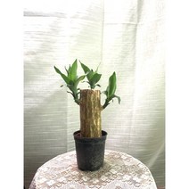 왕대형 행운목 소품 15~30cm 35, 1개