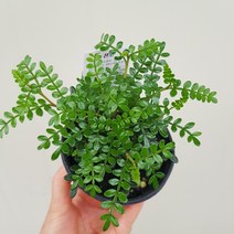 산초
