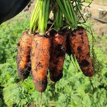 국내산 흙당근 제주당근 10kg 5kg 3kg, 국내산 흙당근 [중크기] 3kg, 1개