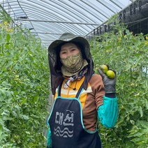 (산지직송)대저 짭짤이 토마토 고당도 제철 짭짜리 2.5kg 대저토마토, 대저 짭짤이 토마토 로얄과 2S (2.5kg)