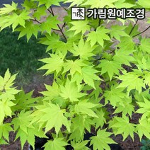 단풍나무 10종, 청단풍 R4cm분묘