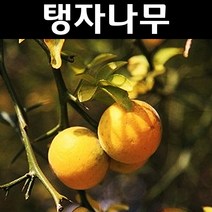 탱자나무 묘목 실생3년 뿌리묘 5개/유실수/과수
