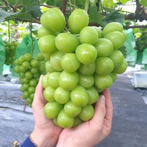 다다팜 달고나맛 씨없는 망고포도 샤인머스켓 고당도 프리미엄 청포도 2kg, 1박스, 2kg 프리미엄 (2~3송이)