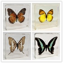 나비표본/나비박제 과학시간 과제/교육용 7.5cm, 빨간 리본 녹색 제비 나비