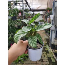 10~25cm 59 아쿠아플랜츠 명품 칼라데아 프레디 소품