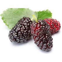 건조열매티백 말린열매차 뽕열매차 맛있는차 대형 오디차 20티백 여성용차 홈티타임