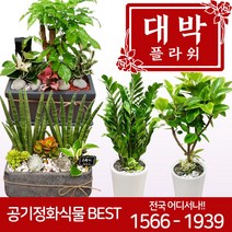 대박플라워 2020 공기정화식물 개업화분 집들이 인테리어 관엽식물 꽃배달, 10.스투키B, 1개