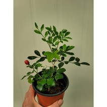 바닐라가든 오렌지자스민 소품30
