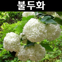 불두화 나무 묘목 키80~100cm(분) 1개/정원/공원/조경수