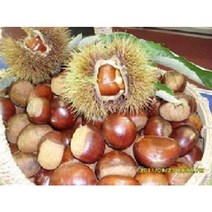 22곶감 선물용트레이50과2~3kg 감말랭이 특품800g2팩 대봉감 10kg15kg 지리산곶감 고종시 반건시 건시, 대봉감10kg36-40과