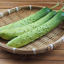 농장직송 무농약 국내산 백 다다기오이 5kg 24-25개