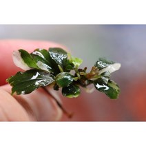 [레어종] 100% 수중엽 부세파란드라 바리게이트 1촉 - 잎에 흰색 무늬가 있는!