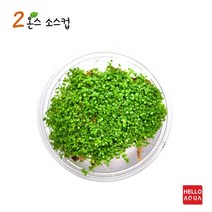 수초-쿠바펄 소스 1컵-낮게 퍼지는 전경용 어항식물, 없음, 상세 설명 참조