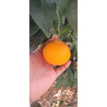 탐라인 제주직송 꿀당도 프리미엄 카라향 가정용 못난이, 1개, 5kg