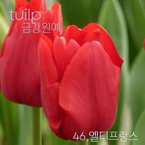 튤립 구근 2022년 입고 금강원예, 46.엘디프랑스(5구)