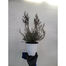 인기매화 호주매화 중형 35~55cm 99