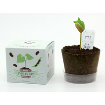 강낭콩 키우기 미니텃밭 화분 미니정원 체험 옥수수 가지 단근 고추 5종 택1, 당근