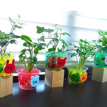오렌지몰 수경식물키우기6인용-싱고니움 아이비 수경재배화분