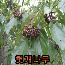 헛개(지구자)2년생10그루.묘목.나무묘목.유실수.꽃나무.과실수.자두 헛개나무