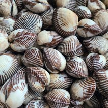 벌교 새꼬막 1kg 최상급 꼬막 당일채취 산지직송, 중사이즈 1kg (100미 내외), 1개