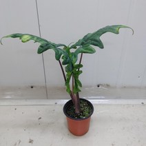 클라이피올라타 알로카시아(새로입고)