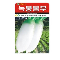 SN월드 뿌리채소 씨앗 무 당근 양파 알타리무 비트 콜라비 과일무, 녹봉봄무