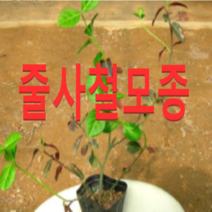 (성실G)줄사철모종(포트 10개)