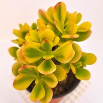 황금염좌 다육이 크라슐라 속 노랑염자 다육식물1-30, 단품