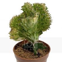 [꽃사랑식물나라] 골드춘봉철화 선인장 공기정화식물 식물키우기, 1개