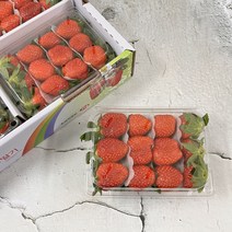 [산지직송] 생 딸기 달달한 하우스 설향 딸기 (대)사이즈, 500g 1팩