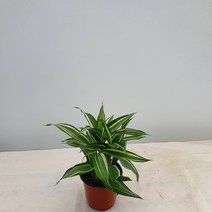 [다은꽃농원]드라세나 산데리아나 빅토리아 소품 수경재배식물