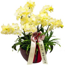 샬롬플라워 서양란 그린픽스, 100개