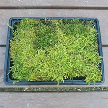 작은깃털이끼(19x15cm)/테라리움 비바리움 팔루다리움 DIY재료