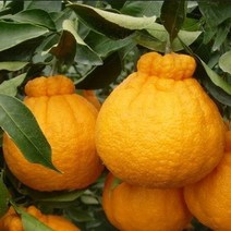 한라봉 결실주 3년생 키움원예, 쿠팡 블루아웃렛 본상품선택