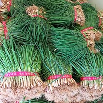 채소애 기장쪽파 보성 흙쪽파 한단 (1kg 이상), 전라도쪽파 1단