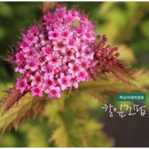 칼잎조팝/대품 [1포트] (복남이네야생화 꽃나무 갈퀴 조팝나무 spiraea)