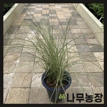 (나무농장) 억새 모닝라이트 7치 화분, 1개