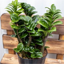 플라워석 보석금전수 돈나무 공기정화식물 30~40cm