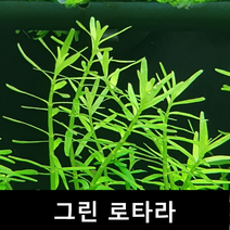 [수초몰] 그린 로타라 키우기 쉬운 수초, (특가) 6촉