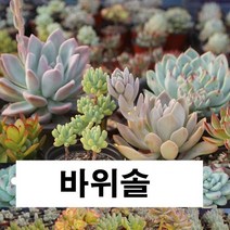 브론브바위솔 왕거미바위솔 섬털바위솔 장미바위솔 블랙탑바위솔 피핀바위솔 아그레로망바위솔 상록수바위솔 센셋바위솔 연화바위솔, 18.벨벳바위솔