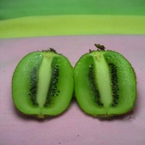 그린키위/키150CM분/묘목/d0083